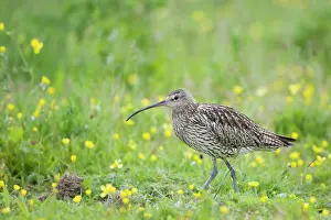 Arquata: Curlew - In meadow full of Buttercups