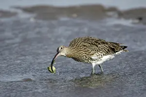Arquata: Curlew - on mudflats with caught crab