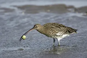 Arquata: Curlew - on mudflats with caught crab