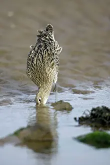 Arquata: Curlew - on mudflats searching for food