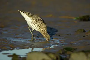 Arquata: Curlew - on mudflats searching for food
