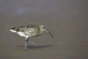 Arquata: Curlew - on mudflats searching for food