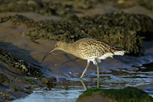 Arquata: Curlew - on mudflats searching for food