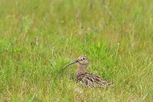 Curlews: Curlew - At nest on the alert