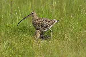 Curlews: Curlew - At nest with chicks on grassland