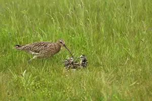 Curlews: Curlew - At nest with chicks on grassland