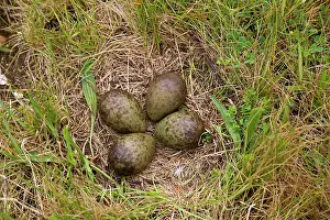 Curlews: Curlew - Nest four large olive green eggs