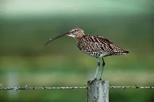 Posts: CURLEW - PERCHED ON FENCE POST