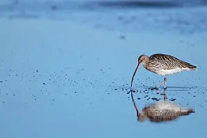 Lindisfarne: Curlew - probing for food Holy Island, Lindisfarne