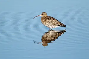 Arquata: Curlew - resting in sea at low tide - autumn