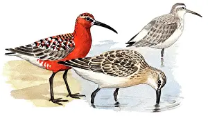 Curlew: Curlew Sandpiper