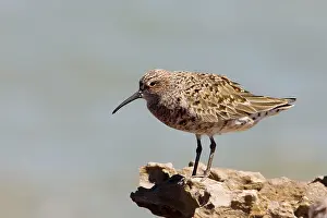Curlews: Curlew Sandpiper in breeding plumage