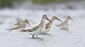Typical Wader: Curlew Sandpiper (Calidris ferruginea), Austria