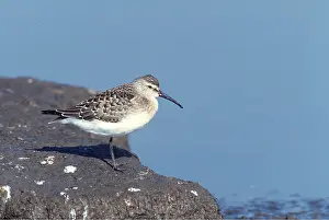 Curlew: CURLEW SANDPIPER - juvenile on rock