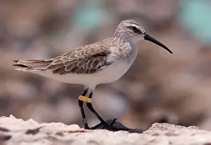 Curlews: Curlew Sandpiper - leg-flagged in winter plumage