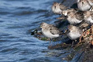 Ferruginea: Curlew Sandpiper (on left) with Dunlin (Calidris alpina)