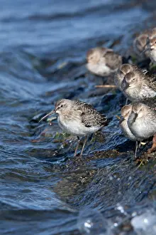 Ferruginea: Curlew Sandpiper (on left) with Dunlin (Calidris alpina)