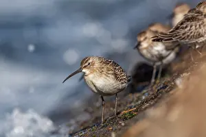 Curlew: Curlew Sandpiper - UK