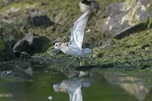 Keeling: Curlew Sandpiper - With Wings outstretched