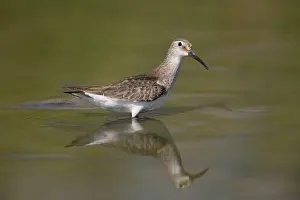Ferruginea: Curlew Sandpiper winter plumage
