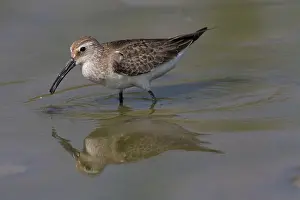 Ferruginea: Curlew Sandpiper winter plumage