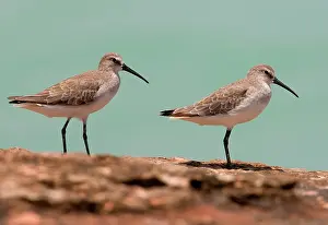 Curlews: Curlew Sandpipers - in winter plumage
