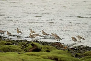 Islay: Curlew - On shoreline