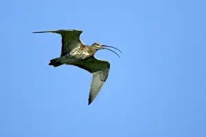 Curlews: Curlew - Singing over nesting territory