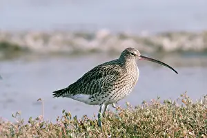 Arquata: CURLEW STANDING BY SEA
