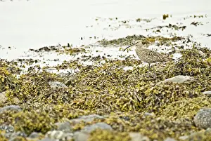 Curlews: Curlew - Standing on seaweed