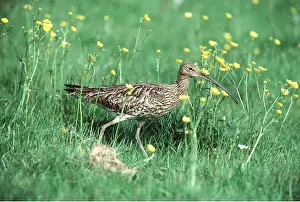 Elizabeth Bomford: CURLEW - in water meadow