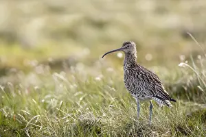 Curlew: Curlew - Yorkshire - UK
