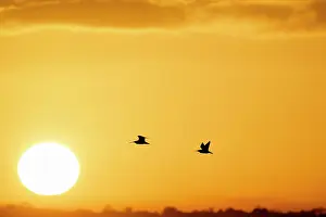 Roy Glen: Curlews in flight at sunset