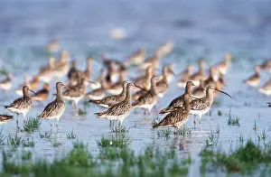 Curlew: CURLEWS - flock at sea edge
