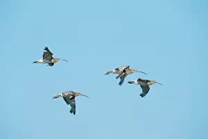 Arquata: CURLEWS - GROUP OF FOUR IN FLIGHT