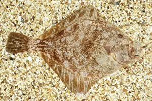 Seabed: CURLFIN TURBOT - ON SHINGLE