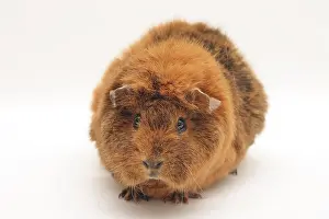 Agouti: Curly guinea pig, gold-agouti, 6 months old, looking