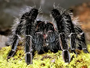 Tarantulas: Curly-hair Tarantula