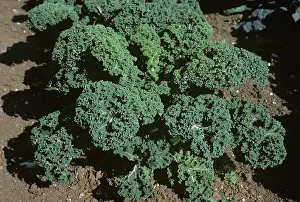 Borecole: Curly kale variety Borecole Spurt