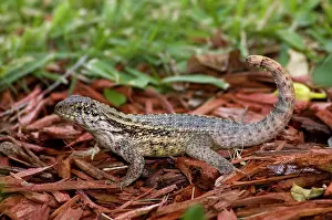 Carinatus: Curly-tailed Lizard with tail curled characteristically