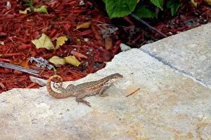 Carinatus: Curly-tailed Lizard with tail curved characteristically