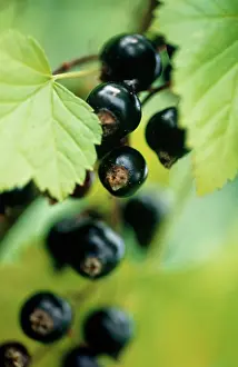 Currant: Currant, Blackcurrant