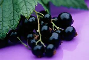 Currant: Currant, Blackcurrant