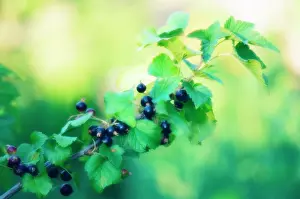 Currant: Currant, Blackcurrant