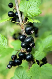 Ripe: Currant, Blackcurrant, Ribes nigrum, Ripe fruit