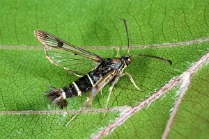 Currant: Currant Clearwing
