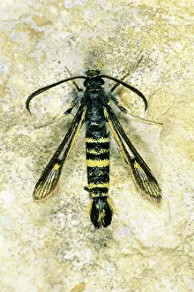 Currant: Currant Clearwing - resting on stone