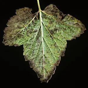 Infected: Currant Leaf Spot (Drepanopeziza ribis)
