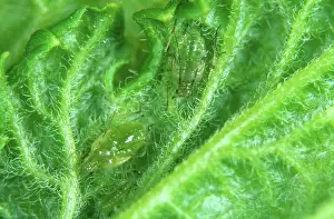Shoot: Currant-lettuce aphid