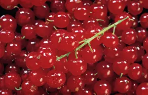 Currant: Currant, Redcurrant